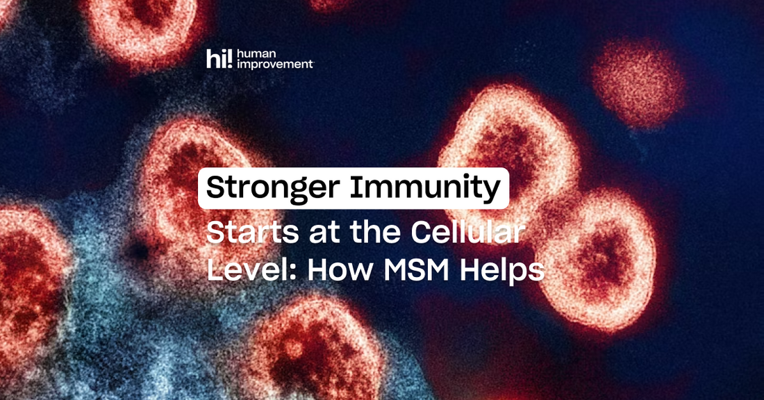 Stronger Immunity Starts at the Cellular Level: How MSM Helps