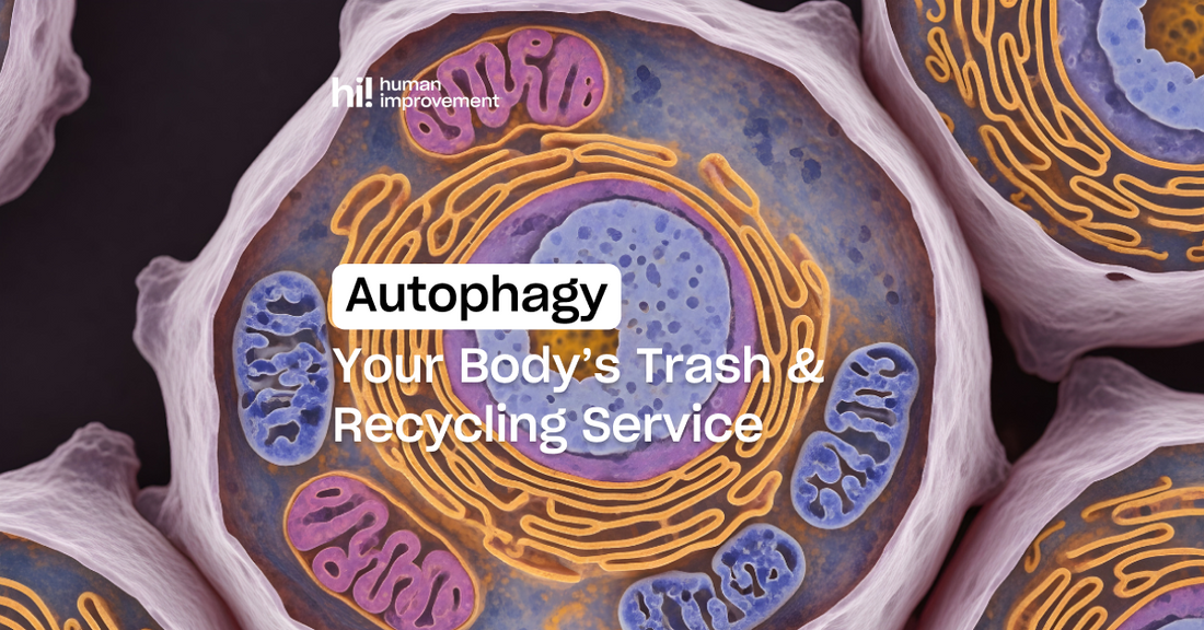 What is Autophagy?