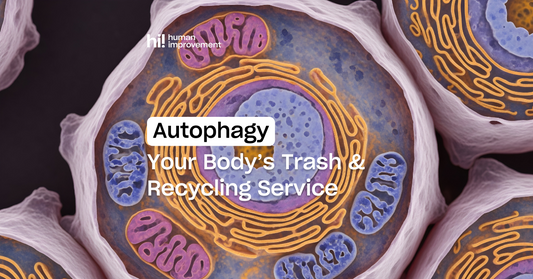 What is Autophagy?