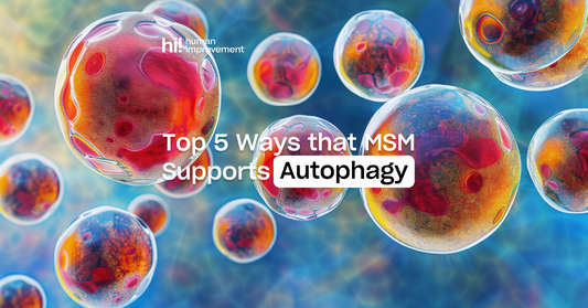 Top 5 Ways MSM Supports Autophagy